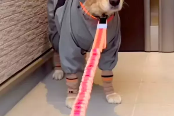 雨の日、濡れないよう『大型犬にカッパを着せた』結果→忍者のようになってしまい…納得のいかない表情に反響「出陣でござるｗｗ」「困ってて草」