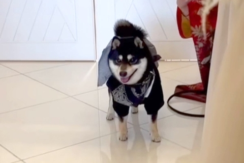 結婚式で『新郎新婦に指輪を届ける大役』を任された犬→式場で固まってしまい…一生懸命な光景に胸打たれると反響「ファンサ素敵」「頑張った」