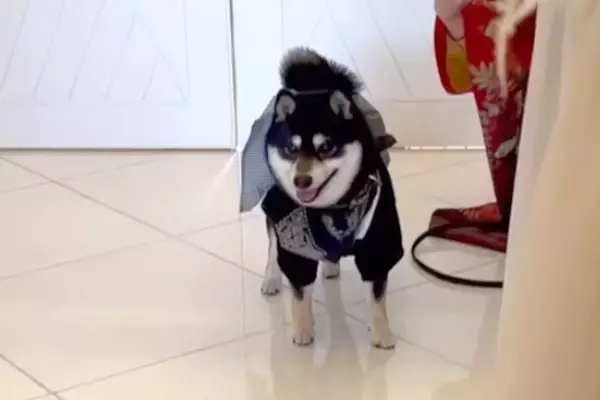 結婚式で『新郎新婦に指輪を届ける大役』を任された犬→式場で固まってしまい…一生懸命な光景に胸打たれると反響「ファンサ素敵」「頑張った」