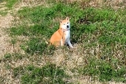 ムスッとした表情で動かなくなった犬→『パパ帰って来るよ』と言ったら…想像を超える『態度の豹変』が320万再生「すっごい笑顔」「魔法ｗ」