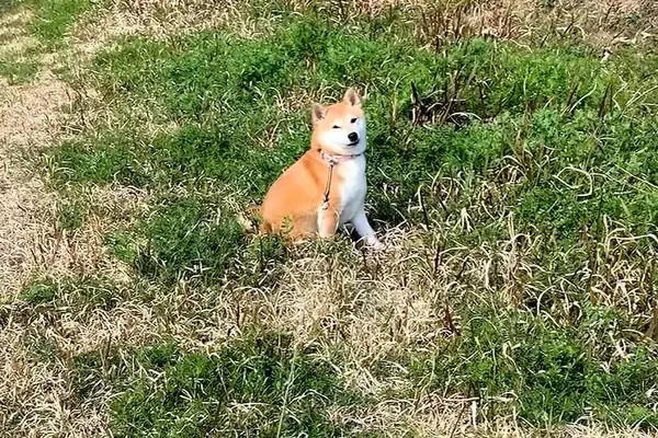 ムスッとした表情で動かなくなった犬→『パパ帰って来るよ』と言ったら…想像を超える『態度の豹変』が320万再生「すっごい笑顔」「魔法ｗ」