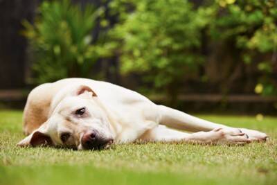 犬に絶対与えてはいけない『夏野菜』５選　誤食してしまった場合の危険な症状とは？
