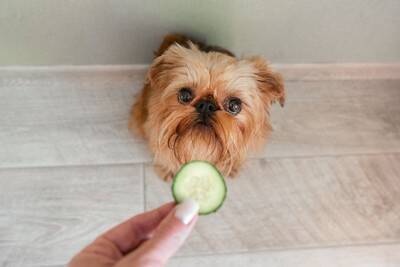 犬に絶対与えてはいけない『夏野菜』５選　誤食してしまった場合の危険な症状とは？