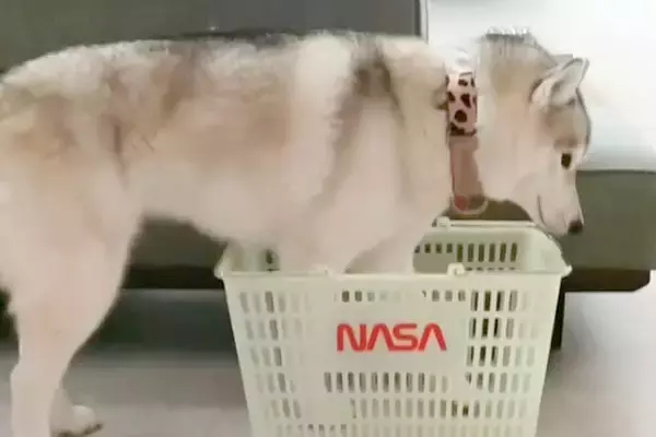 小さなカゴを目の前にした大型犬→何をするのか見守っていたら…まさかの『猫化』する光景が53万再生「シンデレラフィットｗｗ」「液体で草」