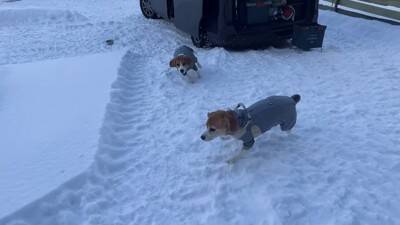 ワンコ2匹と『雪中キャンプ』で年末年始を過ごしてみた結果…ハートフルな光景に「心がポカポカになった」「にやにやしちゃう」の声