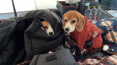 ワンコ2匹と『雪中キャンプ』で年末年始を過ごしてみた結果…ハートフルな光景に「心がポカポカになった」「にやにやしちゃう」の声