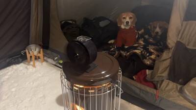 ワンコ2匹と『雪中キャンプ』で年末年始を過ごしてみた結果…ハートフルな光景に「心がポカポカになった」「にやにやしちゃう」の声