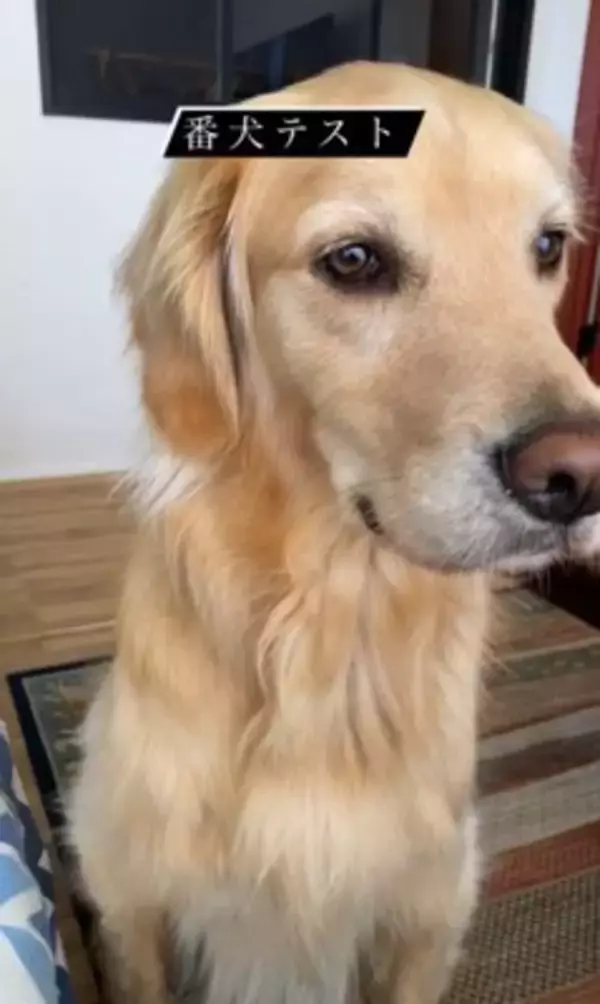 SNSで流行している『番犬テスト』をしてみた結果…大型犬が見せた『まさかの反応』が46万再生「偽物だと見破ってる説ｗ」「天使」と絶賛