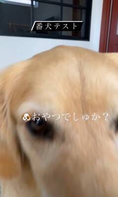 SNSで流行している『番犬テスト』をしてみた結果…大型犬が見せた『まさかの反応』が46万再生「偽物だと見破ってる説ｗ」「天使」と絶賛