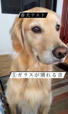 SNSで流行している『番犬テスト』をしてみた結果…大型犬が見せた『まさかの反応』が46万再生「偽物だと見破ってる説ｗ」「天使」と絶賛