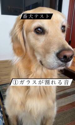 SNSで流行している『番犬テスト』をしてみた結果…大型犬が見せた『まさかの反応』が46万再生「偽物だと見破ってる説ｗ」「天使」と絶賛