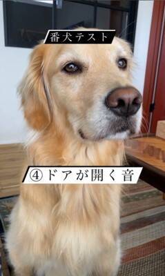 SNSで流行している『番犬テスト』をしてみた結果…大型犬が見せた『まさかの反応』が46万再生「偽物だと見破ってる説ｗ」「天使」と絶賛