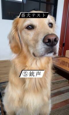 SNSで流行している『番犬テスト』をしてみた結果…大型犬が見せた『まさかの反応』が46万再生「偽物だと見破ってる説ｗ」「天使」と絶賛