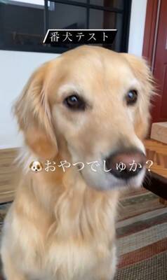 SNSで流行している『番犬テスト』をしてみた結果…大型犬が見せた『まさかの反応』が46万再生「偽物だと見破ってる説ｗ」「天使」と絶賛