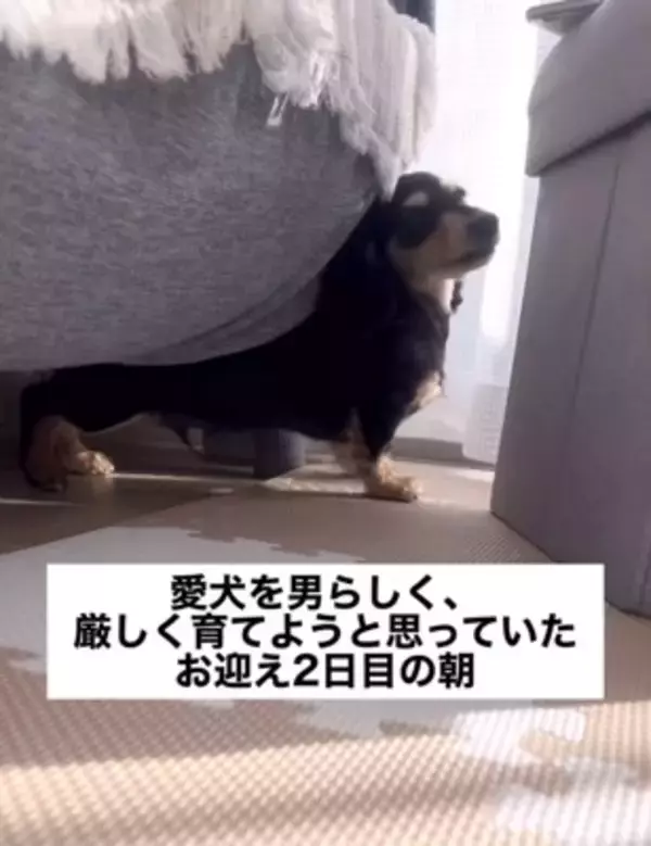 『男らしく厳しく育てよう』と決めて飼った赤ちゃん犬→想像もできなかった『現在の光景』が16万再生「呼び方の変化分かるｗ」「同じく」の声