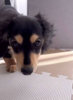 『男らしく厳しく育てよう』と決めて飼った赤ちゃん犬→想像もできなかった『現在の光景』が16万再生「呼び方の変化分かるｗ」「同じく」の声