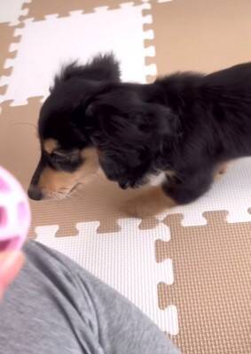 『男らしく厳しく育てよう』と決めて飼った赤ちゃん犬→想像もできなかった『現在の光景』が16万再生「呼び方の変化分かるｗ」「同じく」の声