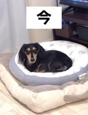 『男らしく厳しく育てよう』と決めて飼った赤ちゃん犬→想像もできなかった『現在の光景』が16万再生「呼び方の変化分かるｗ」「同じく」の声