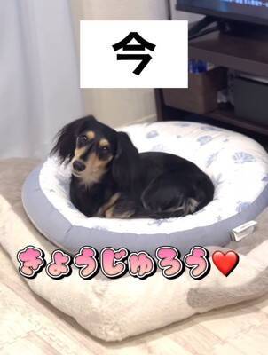 『男らしく厳しく育てよう』と決めて飼った赤ちゃん犬→想像もできなかった『現在の光景』が16万再生「呼び方の変化分かるｗ」「同じく」の声