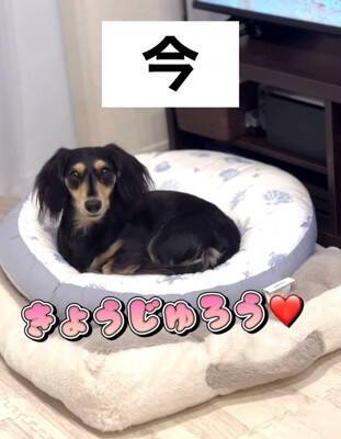 『男らしく厳しく育てよう』と決めて飼った赤ちゃん犬→想像もできなかった『現在の光景』が16万再生「呼び方の変化分かるｗ」「同じく」の声