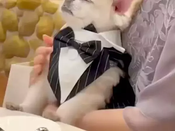 結婚式に参加し、席に着く犬→『緊張してしまうかな』と思いきや…予想できなかった『まさかの光景』が230万再生「招待したいｗ」「羨ましい」