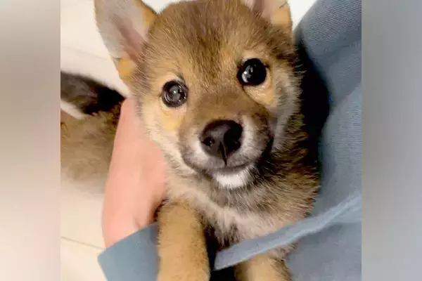 『5キロくらいで成長が止まる』と言われた豆柴→愛情いっぱい育てた結果…4年後の『まさかの成長っぷり』が話題「幸せで大きくなったんだね」