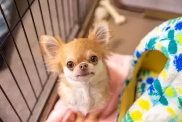 犬が『ひとりぼっち』だと思っているときにみせる行動5選　勘違いさせないためにはどうしたらいいの？