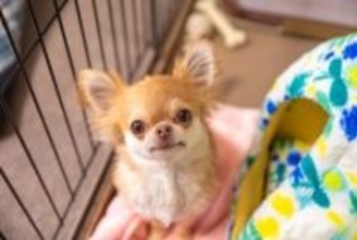 犬が『ひとりぼっち』だと思っているときにみせる行動5選　勘違いさせないためにはどうしたらいいの？