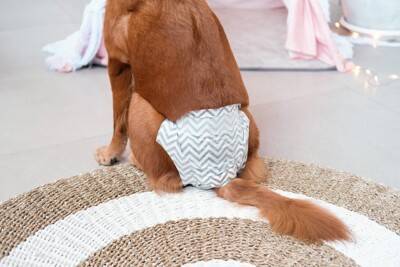 【獣医師執筆】うちの子の「発情」について…把握できてますか？注意すべき発情期の行動や出血について