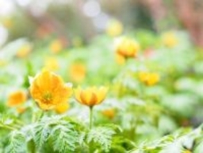 犬に絶対NGな『春の植物』５選　食べてしまったときに起こり得るトラブルとは？