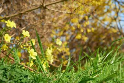 犬に絶対NGな『春の植物』５選　食べてしまったときに起こり得るトラブルとは？
