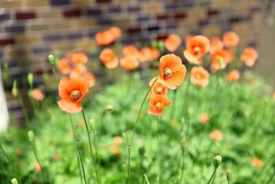 犬に絶対NGな『春の植物』５選　食べてしまったときに起こり得るトラブルとは？