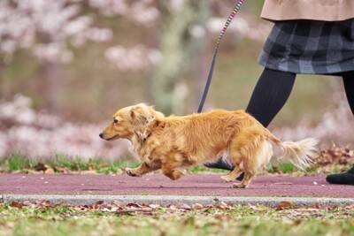 犬に絶対NGな『春の植物』５選　食べてしまったときに起こり得るトラブルとは？