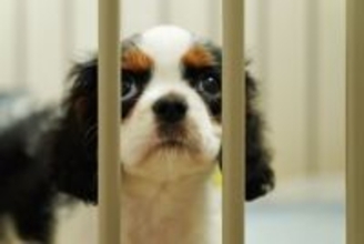 犬がみせる『寂しかった』サイン５選　愛犬が心細いと感じているときにする行動とは？