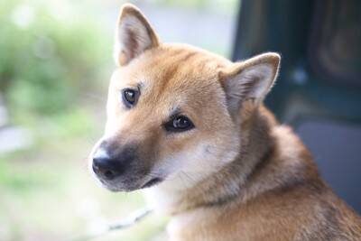 犬に名前をつけるときのポイント3つ　愛犬が覚えやすい言葉とは？失敗しないコツまで