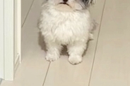 帰宅後、寝ていた犬が『お出迎え』をしてくれて…顔を見てみると→『ヨボヨボな表情』が愛おしいと18万いいね「起きてくれて尊い」「可愛いｗ」