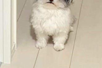 帰宅後、寝ていた犬が『お出迎え』をしてくれて…顔を見てみると→『ヨボヨボな表情』が愛おしいと18万いいね「起きてくれて尊い」「可愛いｗ」