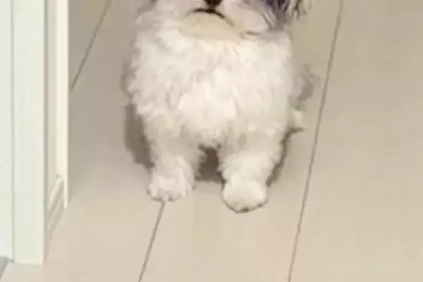 帰宅後、寝ていた犬が『お出迎え』をしてくれて…顔を見てみると→『ヨボヨボな表情』が愛おしいと18万いいね「起きてくれて尊い」「可愛いｗ」