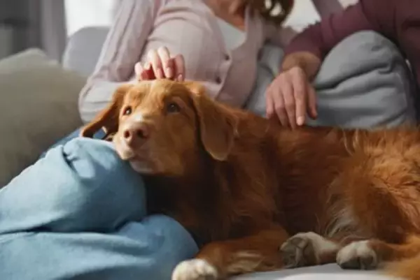 犬が飼い主に『くっついてくる』心理5選　離れようとしないのはなぜ？飼い主がすべき対応まで