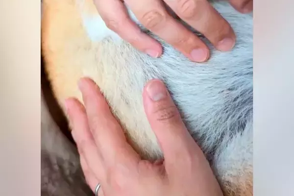 人間の赤ちゃんと同じように、犬を『抱っこでトントン』した結果→顔を見ると…『まさかの表情』に5万いいね「なんて安らかｗ」「たまらない」