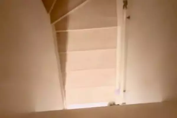体調を崩し、2階で寝ていた結果→ふと『階段の下』を見に行ってみると…とんでもなく健気な『尊い光景』が240万再生「なんていい子」「泣ける」