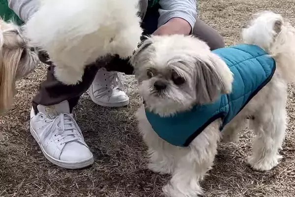 ドッグランに立ち寄った犬→走り回って遊ぶかと思ったら、なぜか前足を浮かせて…思わず笑う行動に反響「可愛すぎる」「チクチク嫌なんだｗ」