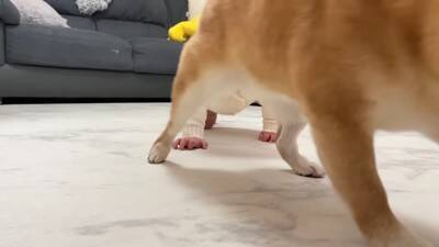 赤ちゃんがハイハイをしていたら、隣にいた犬が…まさかの『実力の差を見せつける光景』が尊すぎると37万再生「兄貴の貫禄ｗ」「敵わないね」