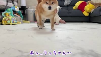 赤ちゃんがハイハイをしていたら、隣にいた犬が…まさかの『実力の差を見せつける光景』が尊すぎると37万再生「兄貴の貫禄ｗ」「敵わないね」
