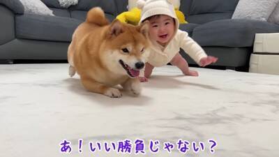 赤ちゃんがハイハイをしていたら、隣にいた犬が…まさかの『実力の差を見せつける光景』が尊すぎると37万再生「兄貴の貫禄ｗ」「敵わないね」