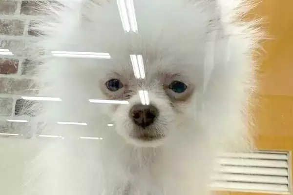 6万円で売れ残っていた『悲しい顔の犬』を飼った結果→愛情を注ぎ続けて、5ヶ月後…泣ける『表情』が9万再生「本当によかった」「幸せそう」