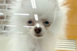 6万円で売れ残っていた『悲しい顔の犬』を飼った結果→愛情を注ぎ続けて、5ヶ月後…泣ける『表情』が9万再生「本当によかった」「幸せそう」