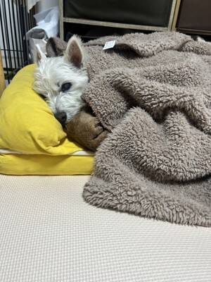 ちーちゃんですけどもっ【第356話】「夜の徘徊のお話」