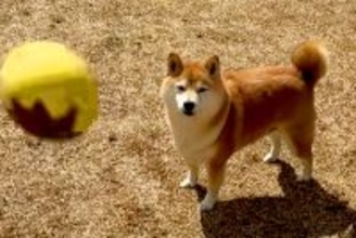 『こんなつまらなそうな犬初めて見たｗｗ』犬にボールを投げた結果→遊ぶかなと思ったら…『想定と違いすぎる光景』が29万再生「虚無柴で草」