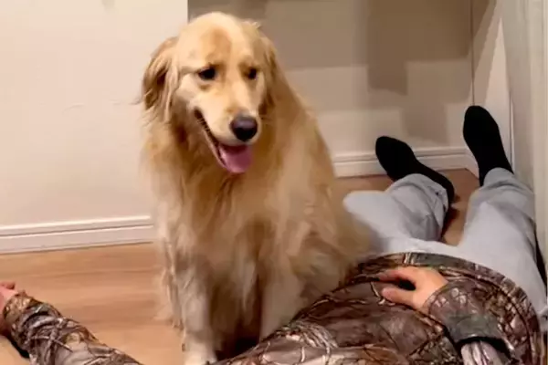 『突然飼い主が倒れたら、大型犬はどうする？』検証した結果→あまりにも冷静な『まさかの行動』が121万再生「前世医者で草」「心音確認ｗｗ」